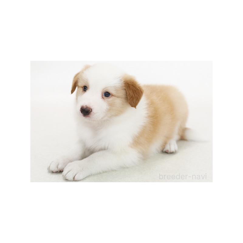 成約済の神奈川県のボーダーコリー-402428の1枚目